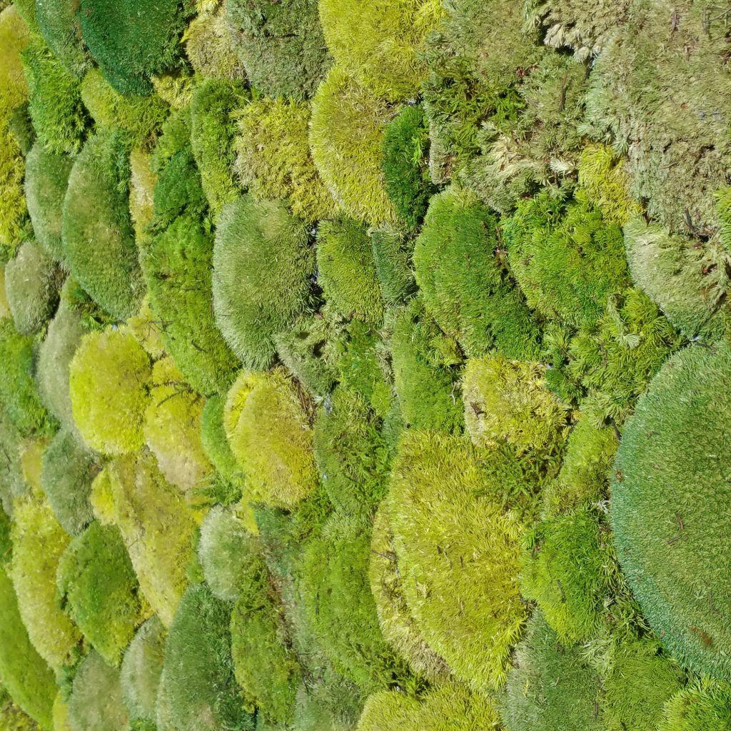 Moosarten - Informationen zum Islandmoos, Bollmoos, Waldmoos