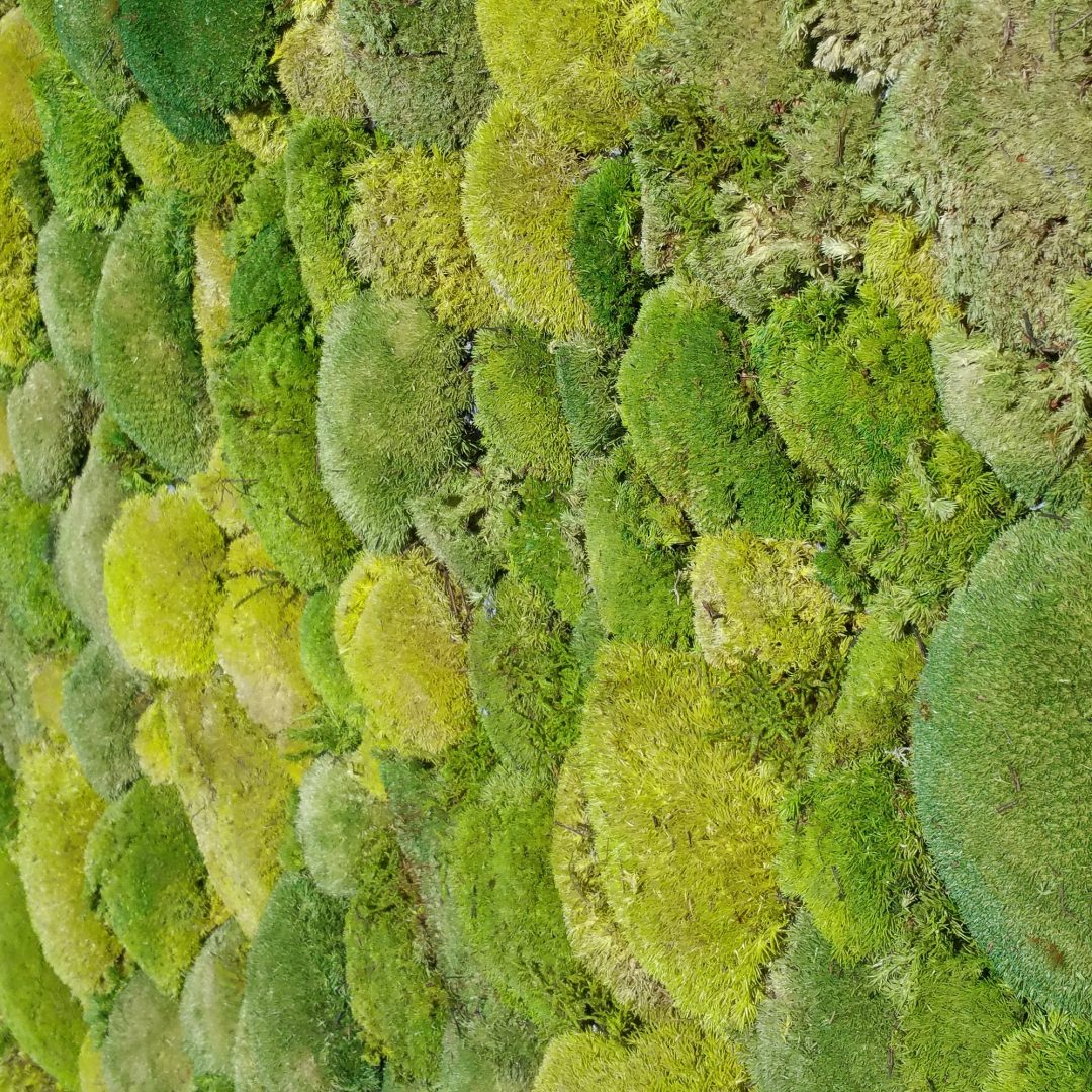Moosarten Informationen zum Islandmoos, Bollmoos, Waldmoos