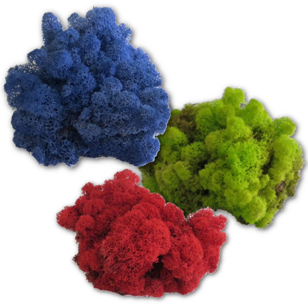 Moosarten Informationen zum Islandmoos, Bollmoos, Waldmoos