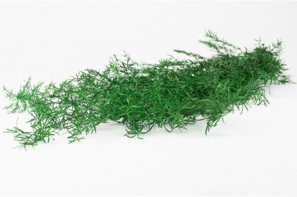 Stabilisierter Asparagus Sprengeri - Grün