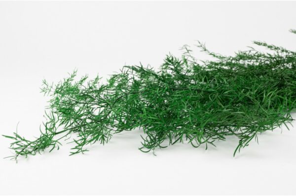 Stabilisierter Asparagus Sprengeri - Grün