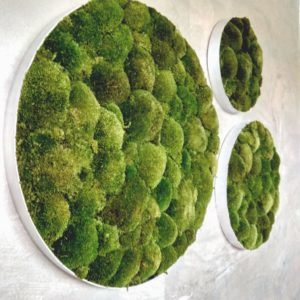 Runde Moosbilder - Alurahmen - Bollmoos Waldgrün