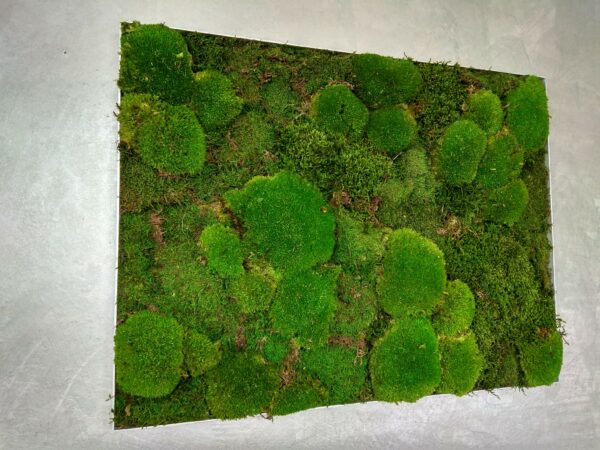 Moosbild - Alurahmen Eckig - Wald und Bollenmoos Grün