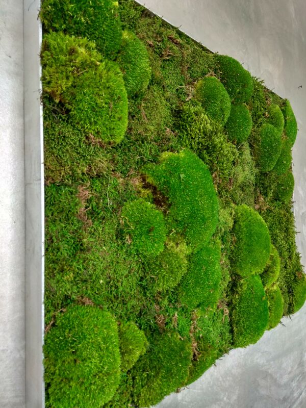 Moosbild - Alurahmen Eckig - Wald und Bollenmoos Grün