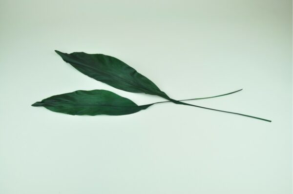 Stabilisierte Pflanzen - Blätter - Aspidistra - Grün