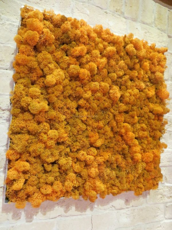 Moosbilder - Alurahmen Eckig - Islandmoos Orange