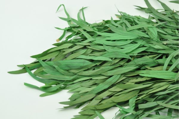 Stabilisierte Pflanzen - Eukalyptus Nicoli Grün