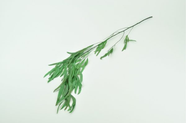 Stabilisierte Pflanzen - Eukalyptus Nicoli Grün