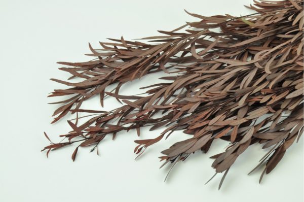 Stabilisierte Pflanzen - Eukalyptus Nicoli Rot