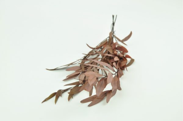 Stabilisierte Pflanzen - Eukalyptus Nicoli Rot