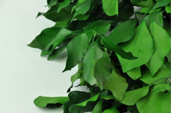 Stabilisierte Pflanzen - Zweige - Hedera Efeu Grün