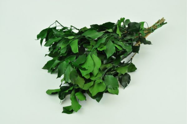 Stabilisierte Pflanzen - Zweige - Hedera Efeu Grün