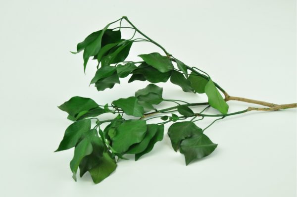 Stabilisierte Pflanzen - Zweige - Hedera Efeu Grün