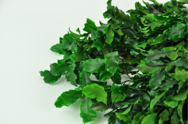 Stabilisierte Pflanzen - Zweige - Pittosporum Grün