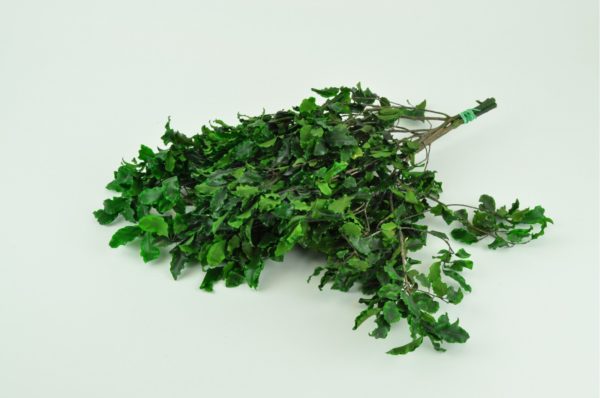 Stabilisierte Pflanzen - Zweige - Pittosporum Grün