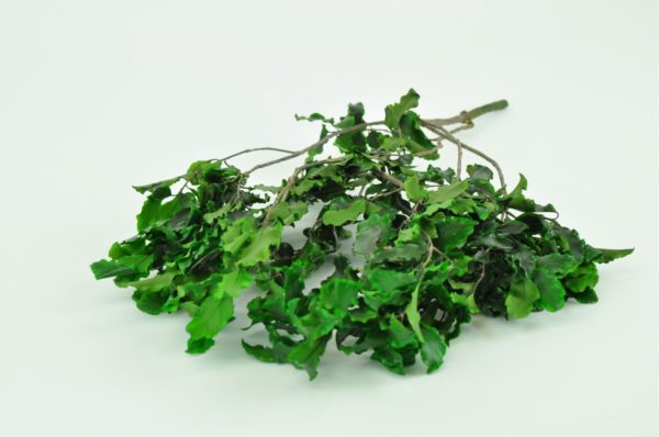 Stabilisierte Pflanzen - Zweige - Pittosporum Grün