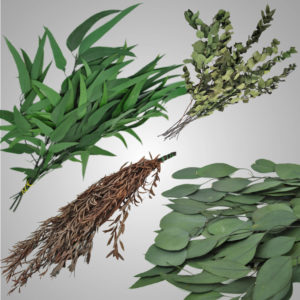 Eukalyptus