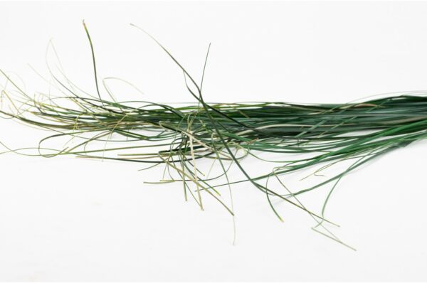 Stabilisierte Gräser - Bear Grass - Grün