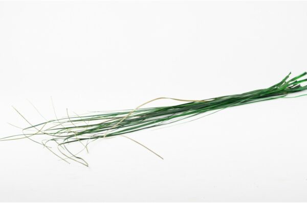 Stabilisierte Gräser - Bear Grass - Grün
