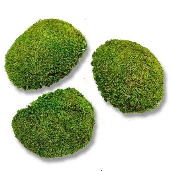 Polstermoos - Bollenmoos - Hellgrün - Lose im Karton - ca. 0,16 qm