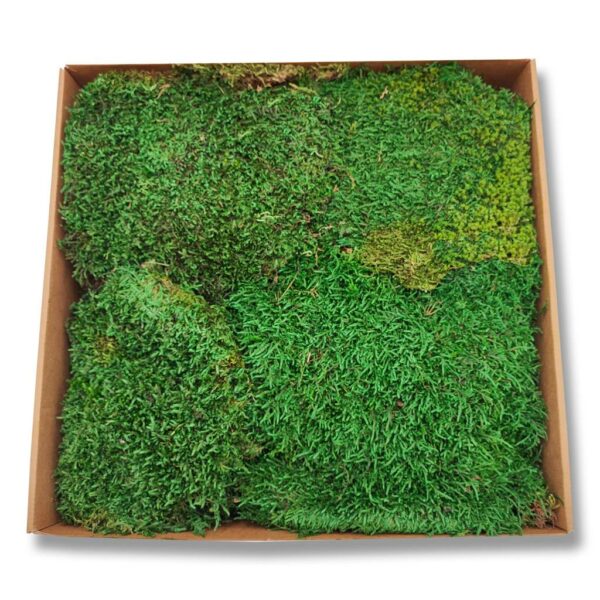 Waldmoos - Lappenmoos - Waldgrün - Lose Karton - 600 Gramm